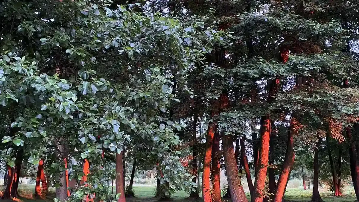 Winnica Niewinne Pole: Dolnośląska Toskania zimą