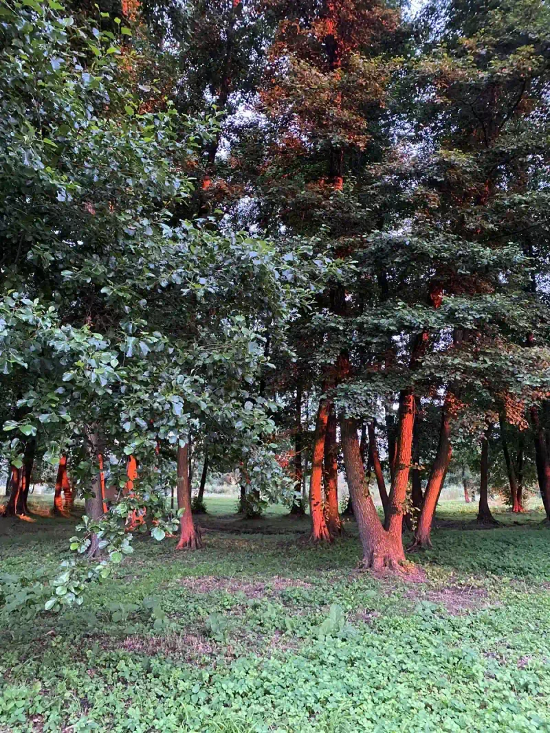 Winnica Niewinne Pole: Dolnośląska Toskania zimą