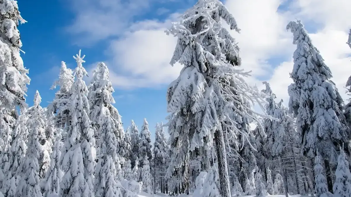 Przełęcz Jugowska: Zimowe serce Gór Sowich bije tutaj najmocniej