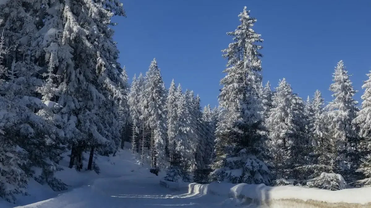 Rozdroże Kowarskie: Zimowy przystanek między Karkonoszami a Rudawami