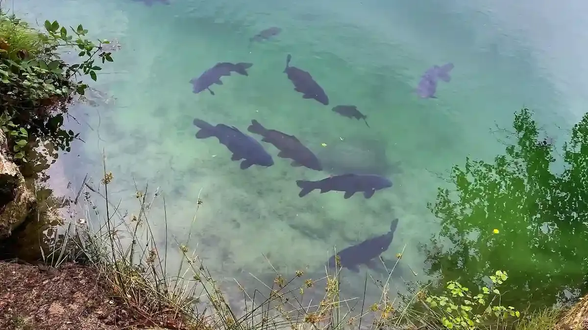 Platforma widokowa w Adršpach: Zimowa panorama Skalnego Miasta