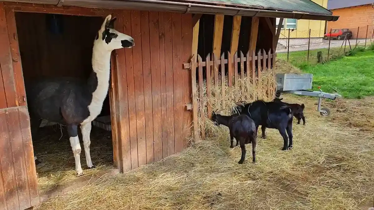 Minizoo Rokytnice: Zimowe spotkanie ze zwierzętami