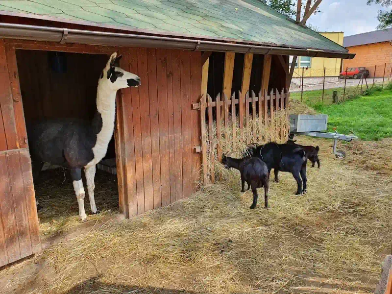 Minizoo Rokytnice: Zimowe spotkanie ze zwierzętami