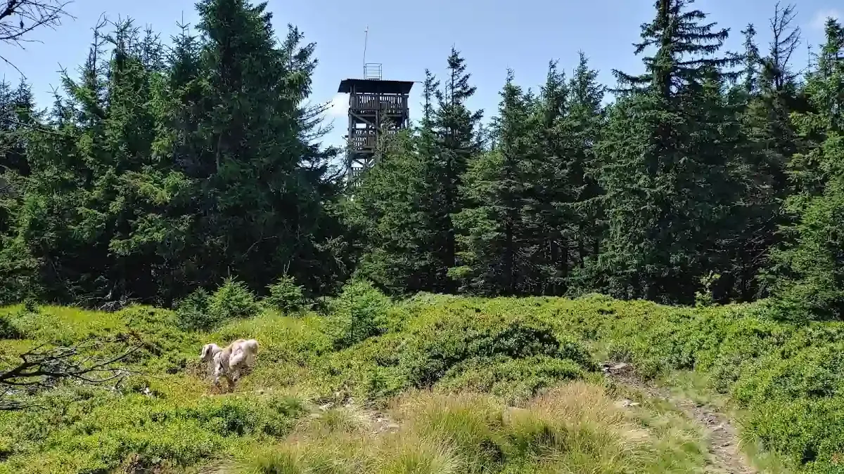 Wieża widokowa na Czernicy: Drewniana dama z nastrojowym widokiem na Sudety