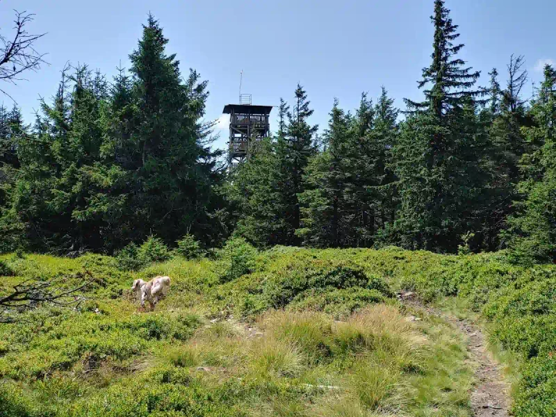 Wieża widokowa na Czernicy: Drewniana dama z nastrojowym widokiem na Sudety