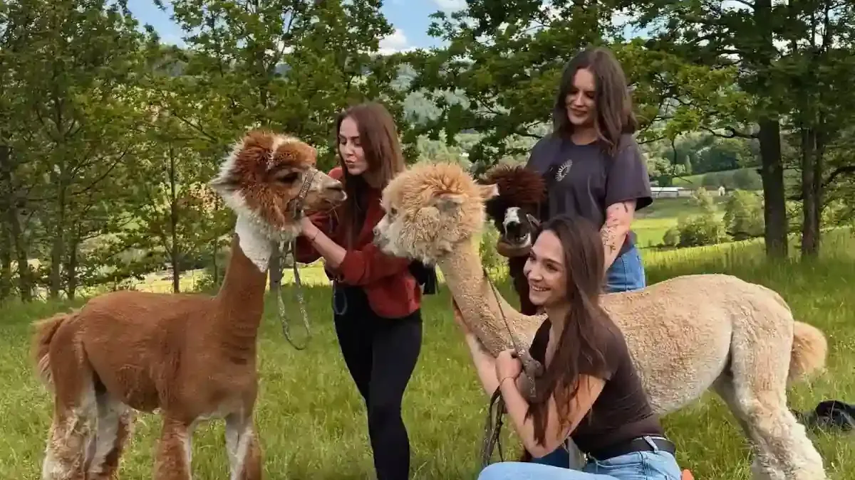 Magia bliskich spotkań: Kraina Lemurów i Agroturystyka Alpaka Konradów