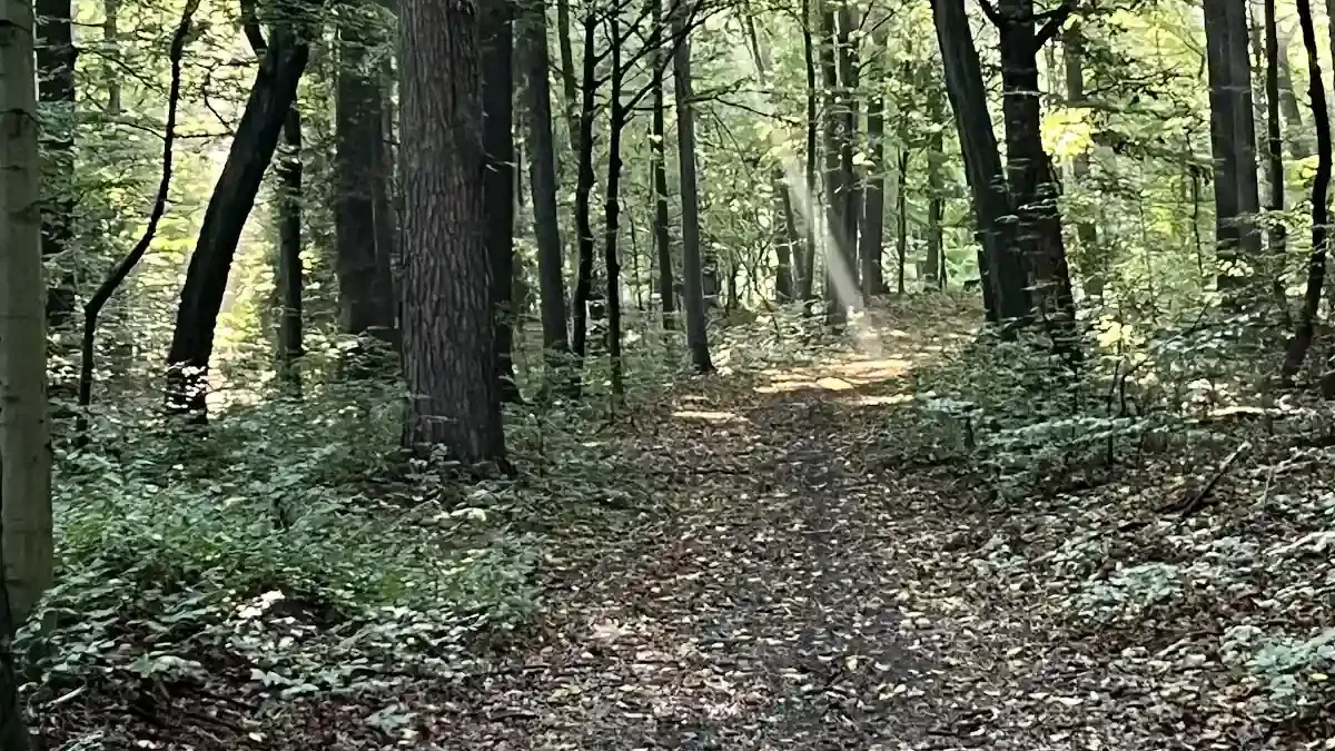 Park Pałacowy w Kamieńcu Ząbkowickim: Perła Marianny Orańskiej w zimowej bieli
