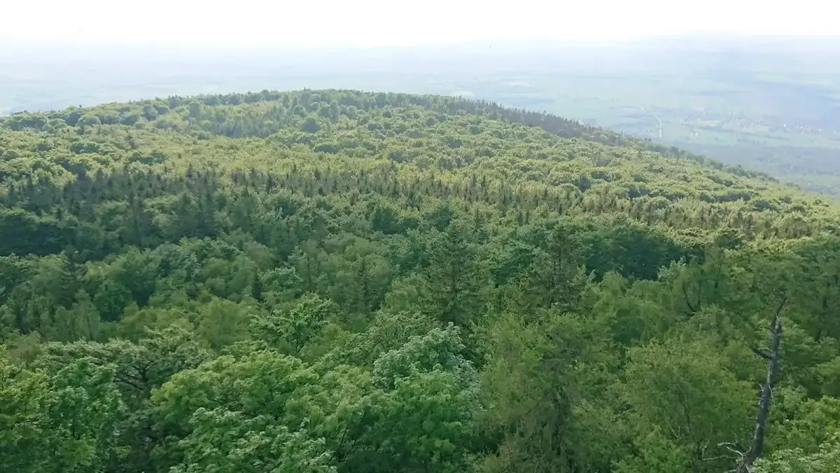 Polana z Dębami: Pomnik przyrody i miejsce relaksu