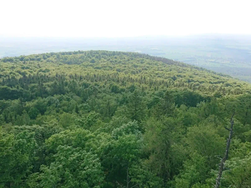 Polana z Dębami: Pomnik przyrody i miejsce relaksu