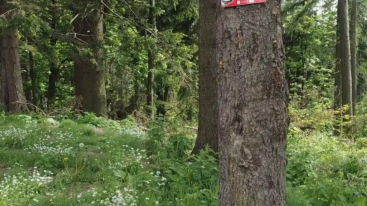 Włodzicka Góra zimą: Czerwony piaskowiec i panoramy Nowej Rudy