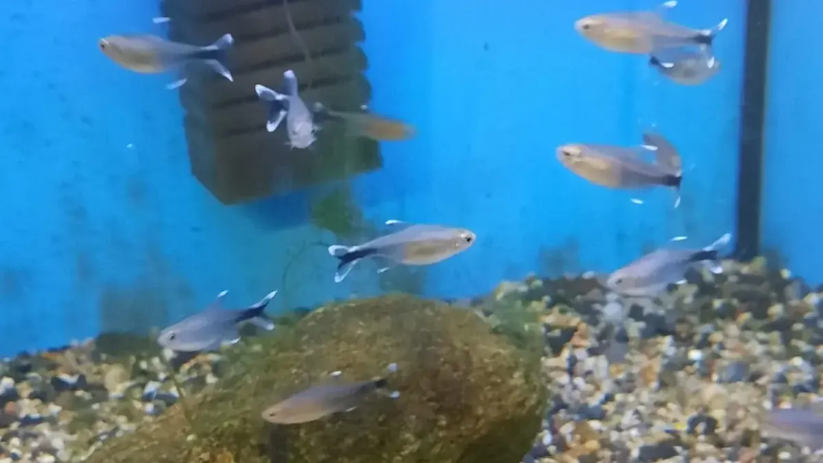 Pěstírna w Polanicy: Tropikalny azyl zimą (Aquahak)