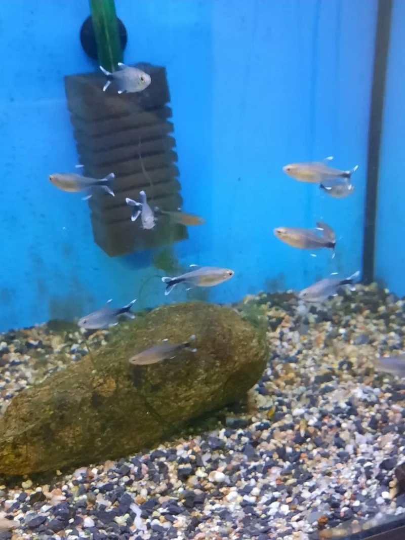 Pěstírna w Polanicy: Tropikalny azyl zimą (Aquahak)