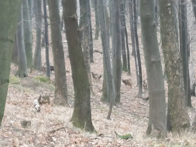Ucieczka od zgiełku: Zimowy spacer w Paśnik dla dzikiej zwierzyny w Bielawie