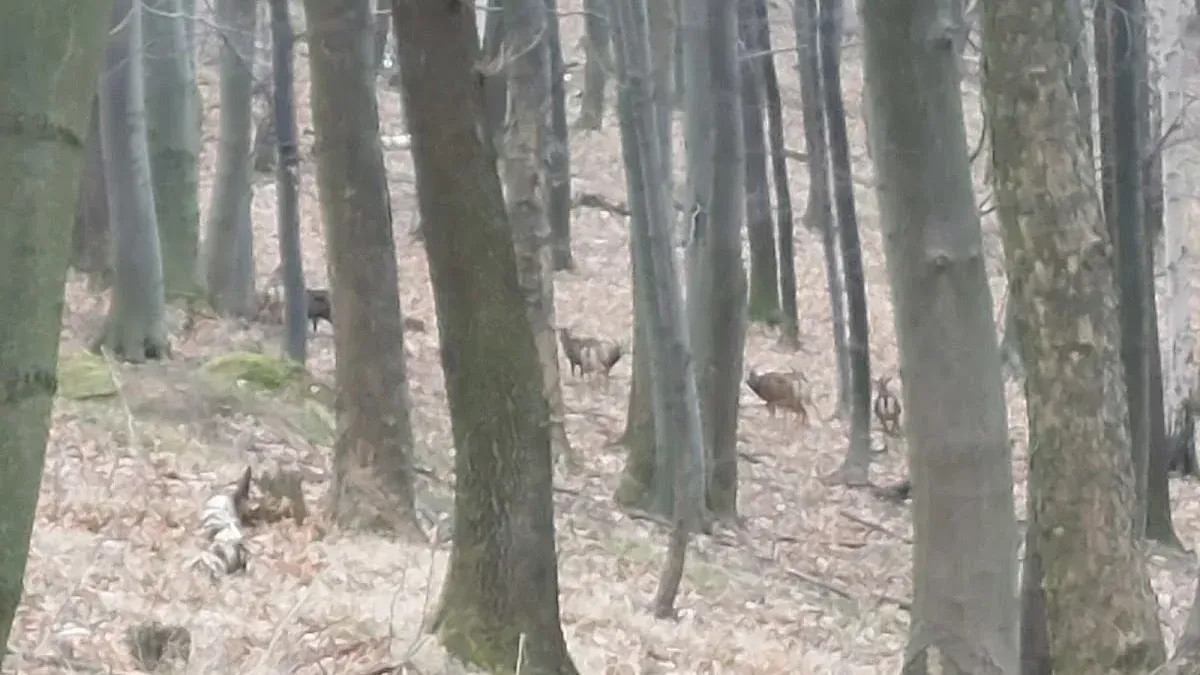 Ucieczka od zgiełku: Zimowy spacer w Paśnik dla dzikiej zwierzyny w Bielawie
