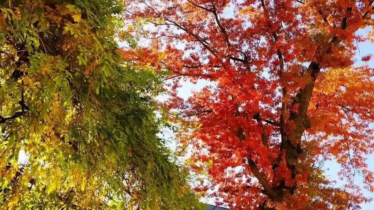 Pałac Bielawa: Wellness w historycznych wnętrzach Gór Sowich