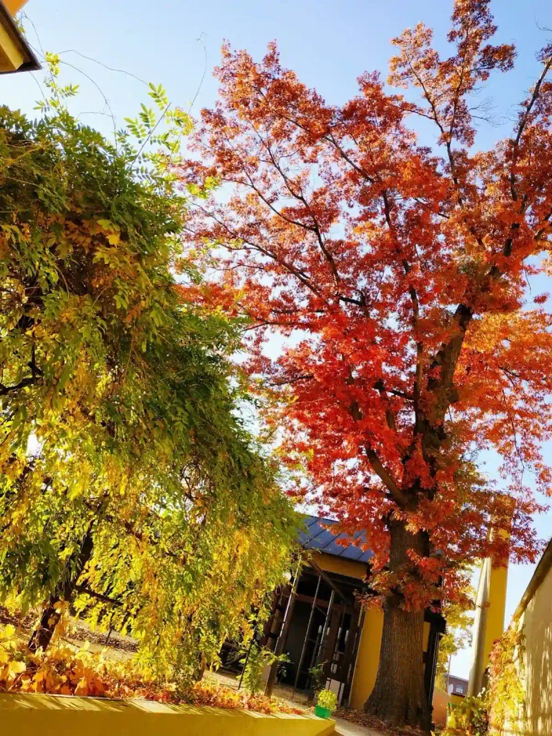 Pałac Bielawa: Wellness w historycznych wnętrzach Gór Sowich