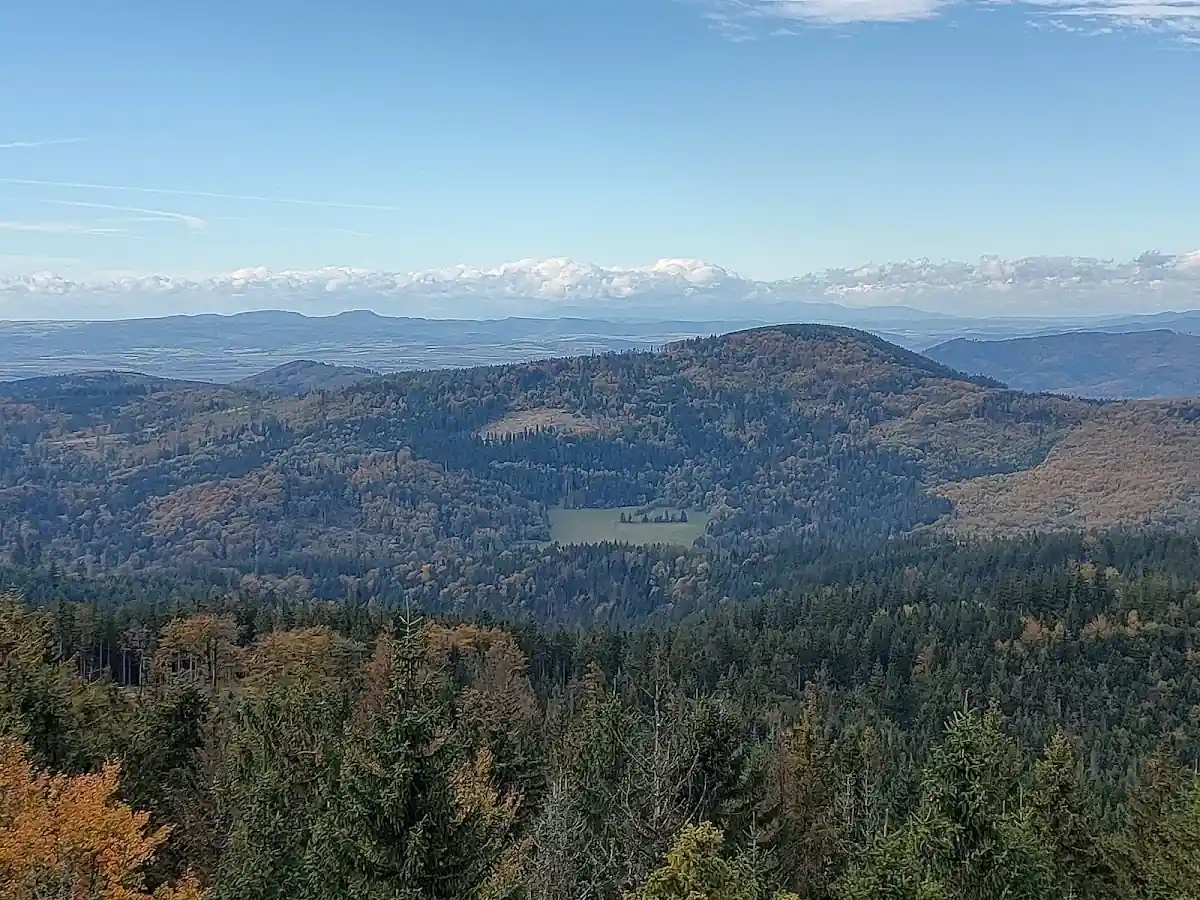 Zimowe promienie słońca przebijające się przez ośnieżone korony drzew w Górach Złotych.
