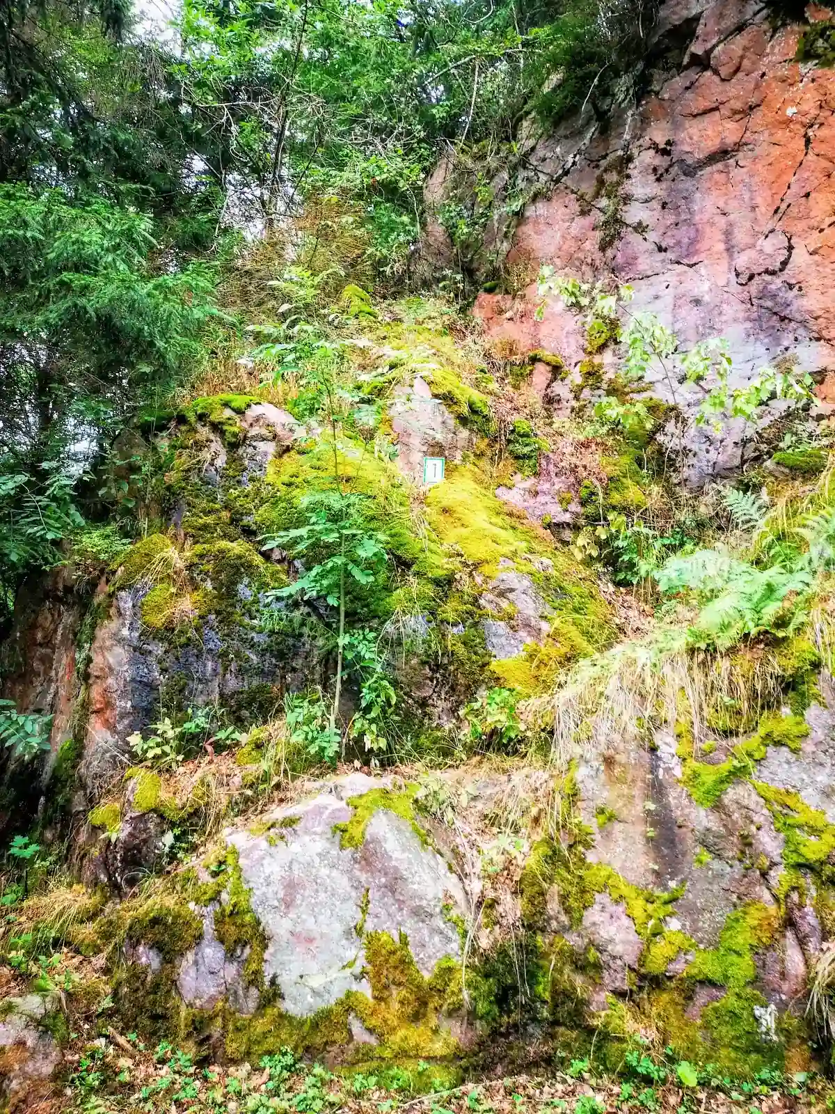 Zasypana śniegiem droga leśna prowadząca w stronę Czerwonych Skał.