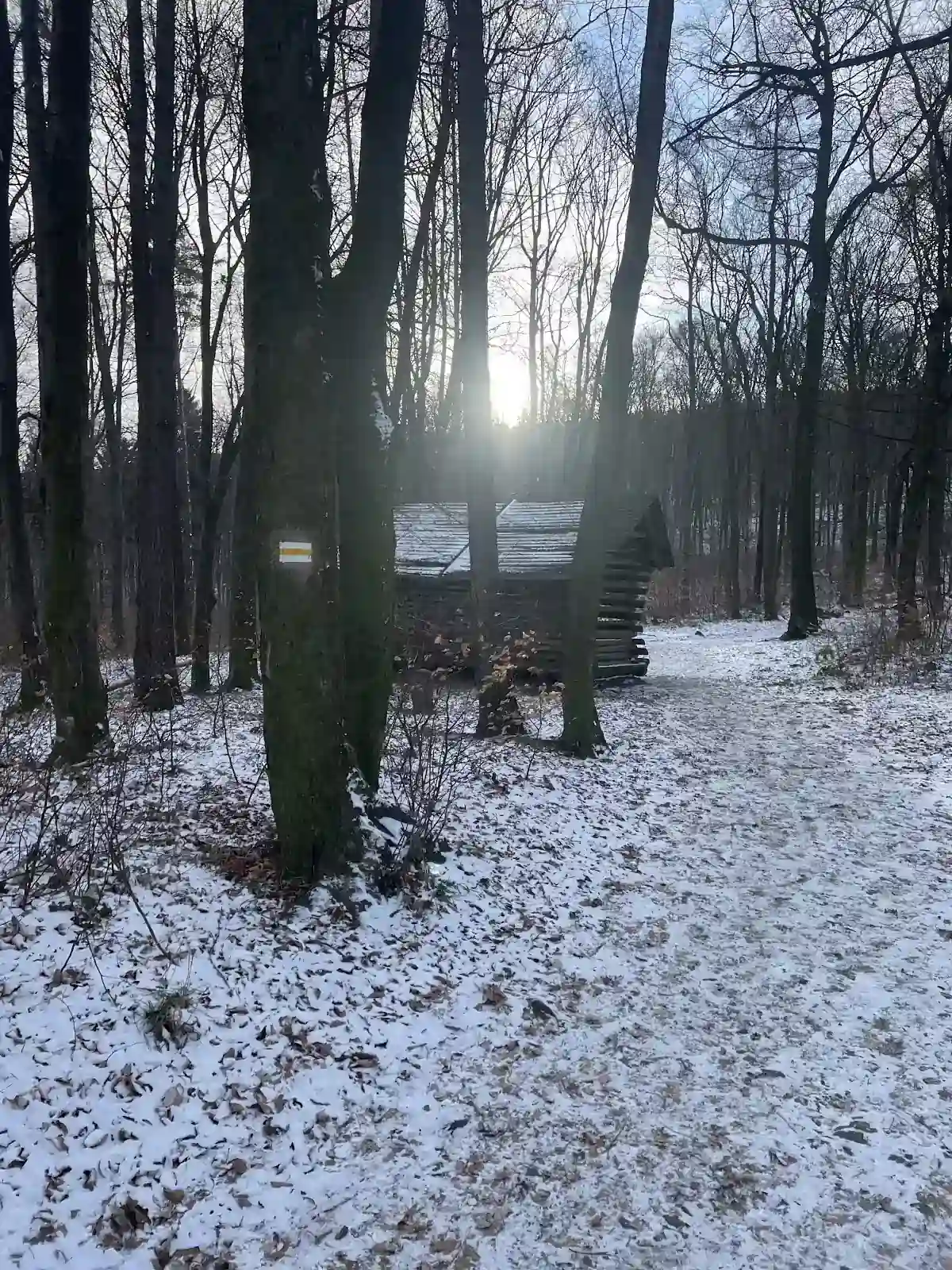 Zimowy las wokół wiaty.