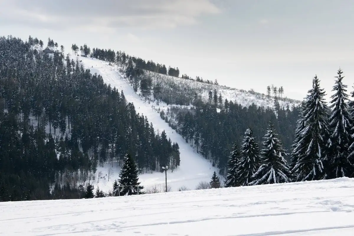 Las na Przełęczy Jugowskiej pokryty grubą warstwą szronu pod niebiem.