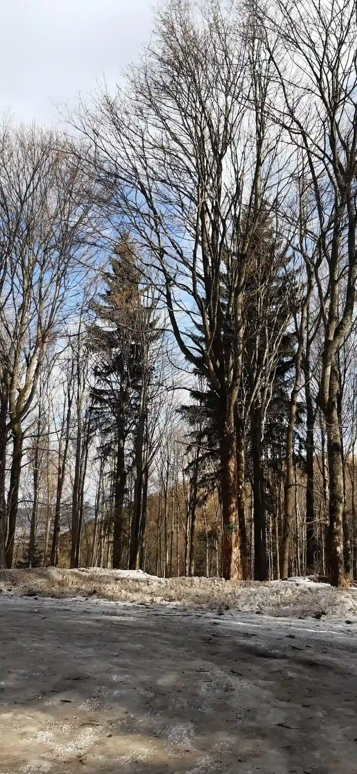 Drogowskazy turystyczne na tle ośnieżonego lasu.