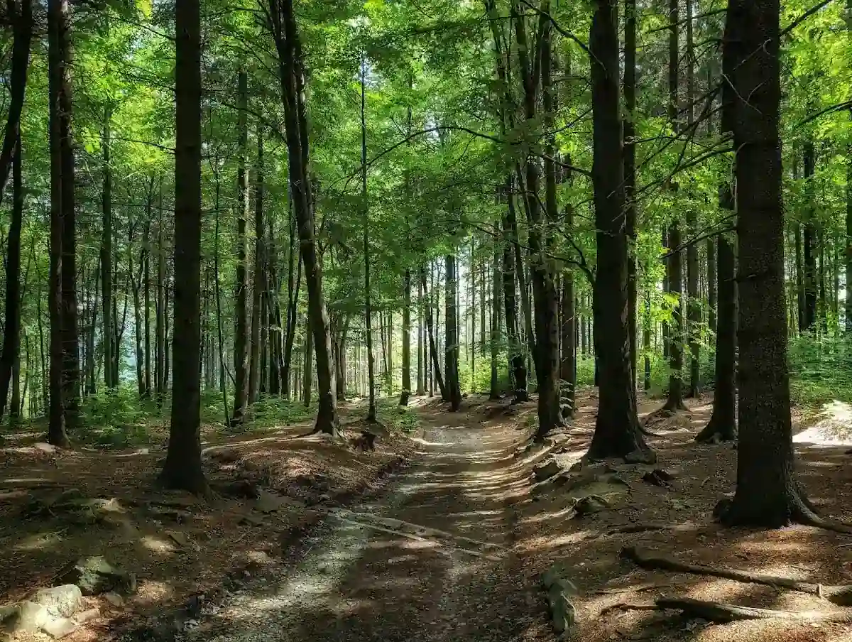 Figura zwierzęcia kultowego na Ślęży – symbol dawnych cywilizacji.