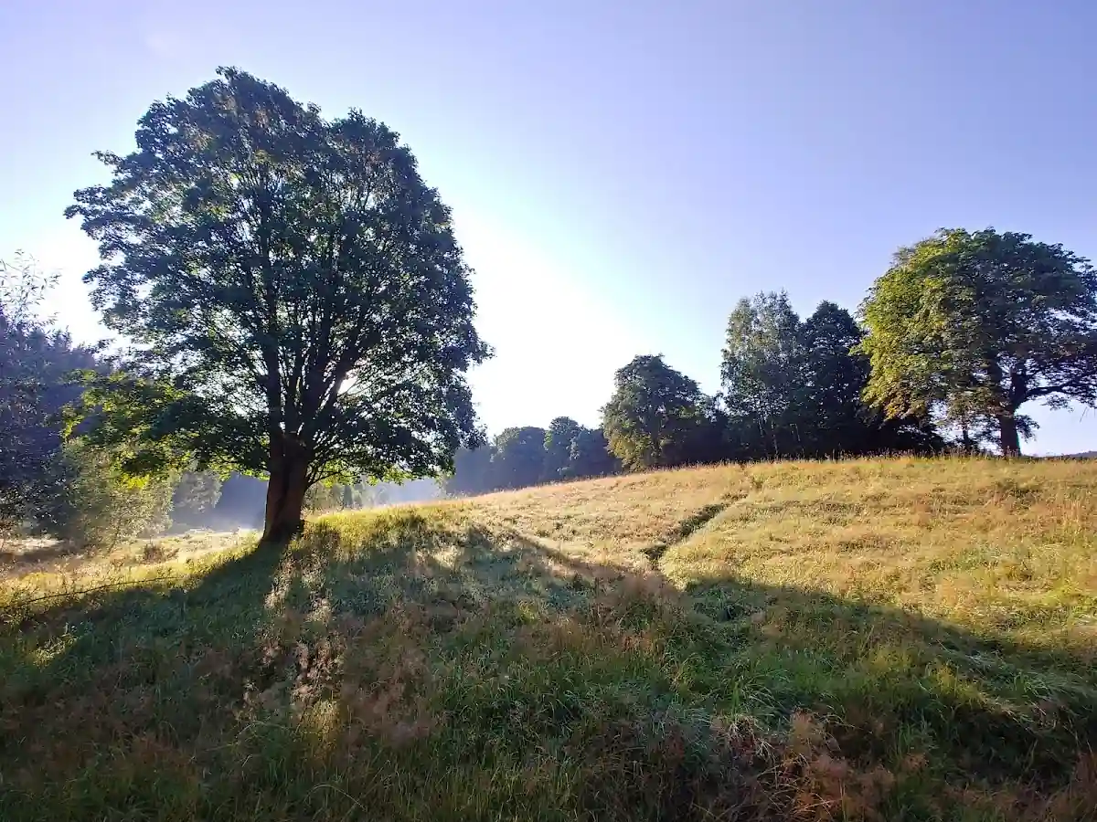 Konie na wybiegu w Lasówce przy Chacie Heart of Wood.