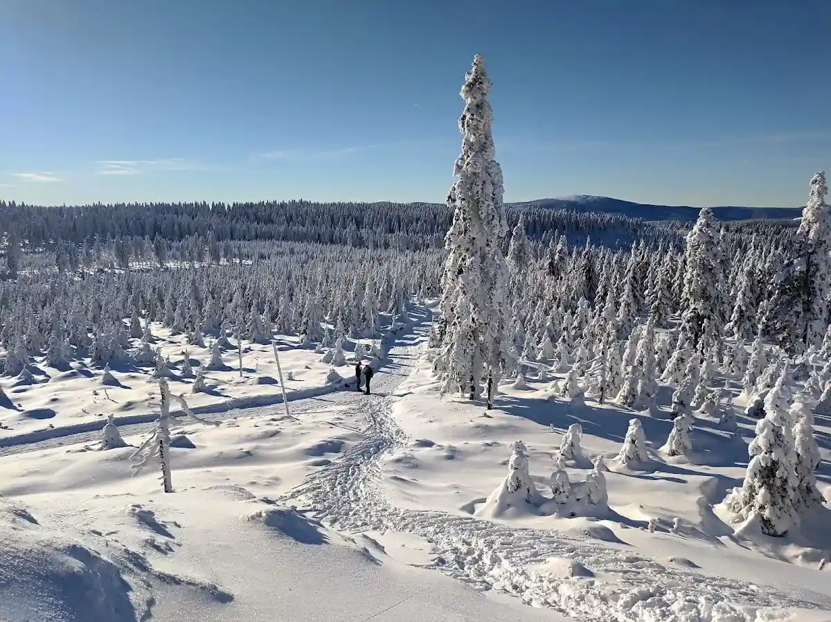 Ośnieżona droga leśna w Górach Złotych o zachodzie słońca.