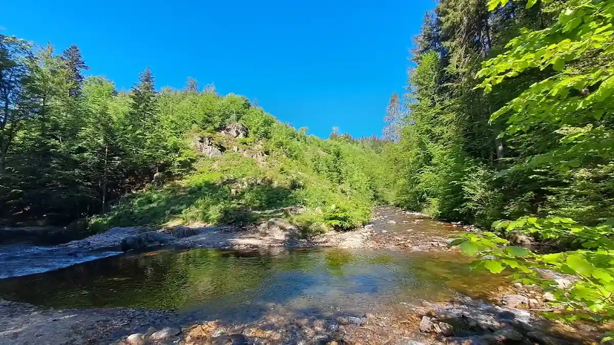 Zimowy las w Broumovskich Ścianach.