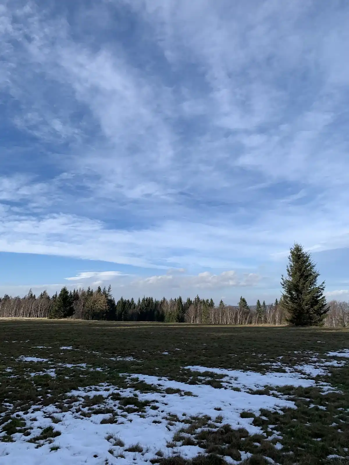 Zimowy las w pełnym słońcu