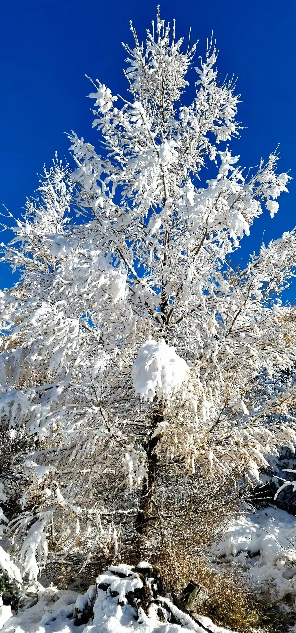 Samotne drzewo uginające się pod ciężarem śniegu na Rozdrożu Kowarskim.