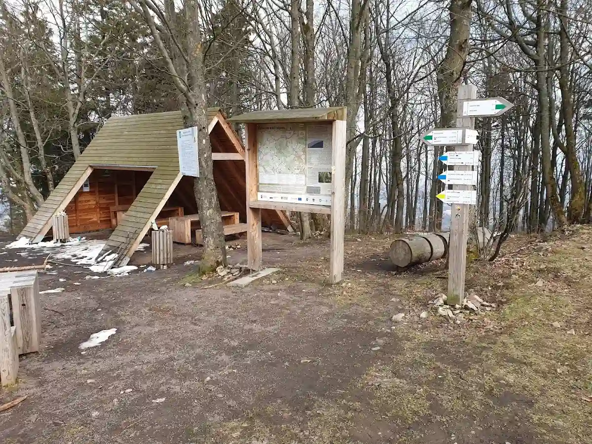 Nastrojowe drzewa nastrojowe w mgle leśnej.