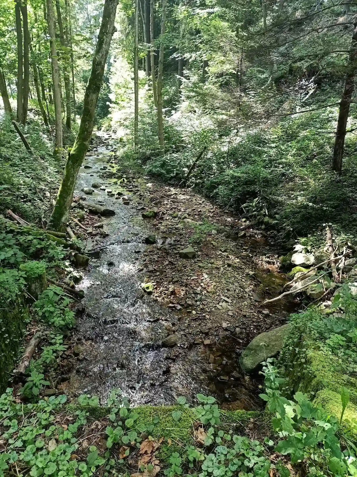 Nastrojowy mały wodospad leśny o krystalicznej wodzie pośród skał.