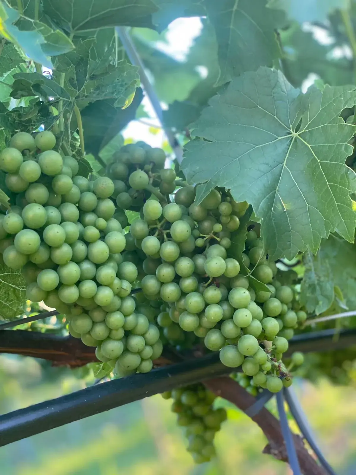 Solaris gotowy do zbioru.