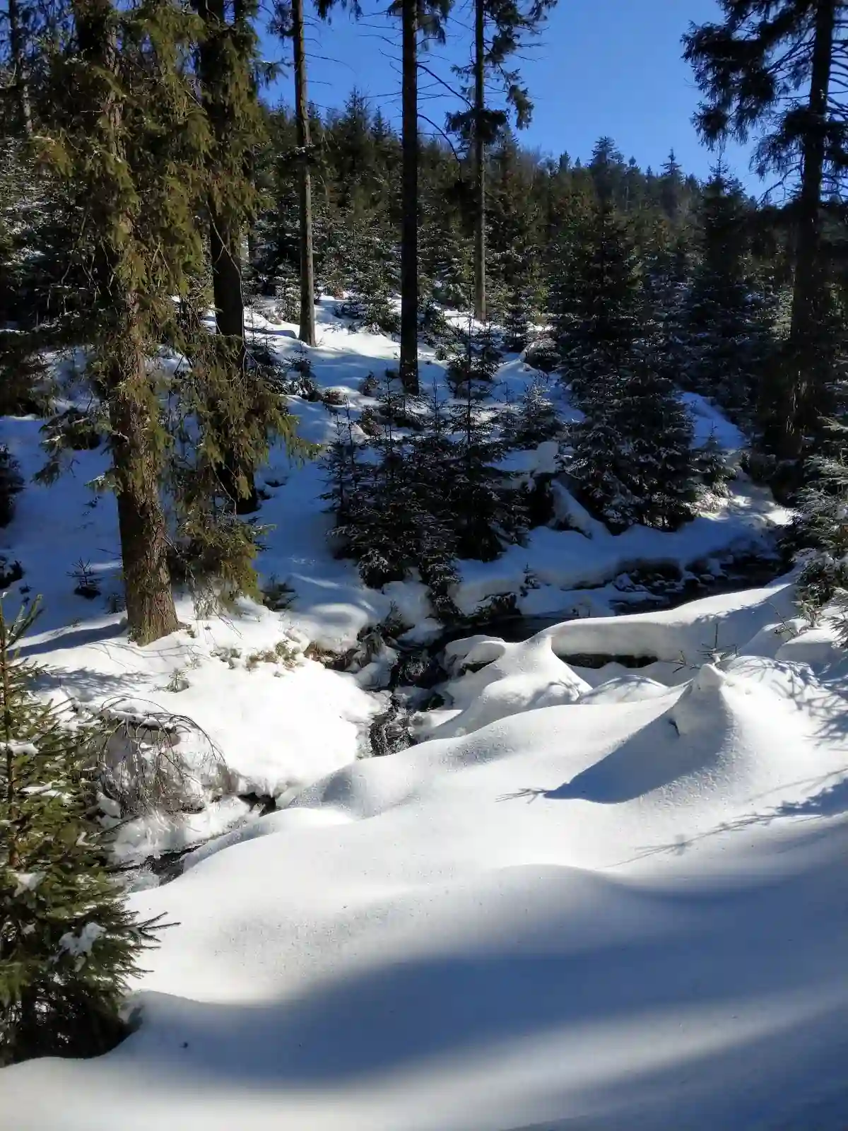 Narciarze na nasłonecznionym stoku w Górach Złotych.