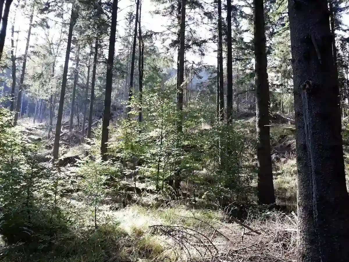 Gęsty las w Górach Bialskich pokryty grubą warstwą szadzi w zimowym słońcu.