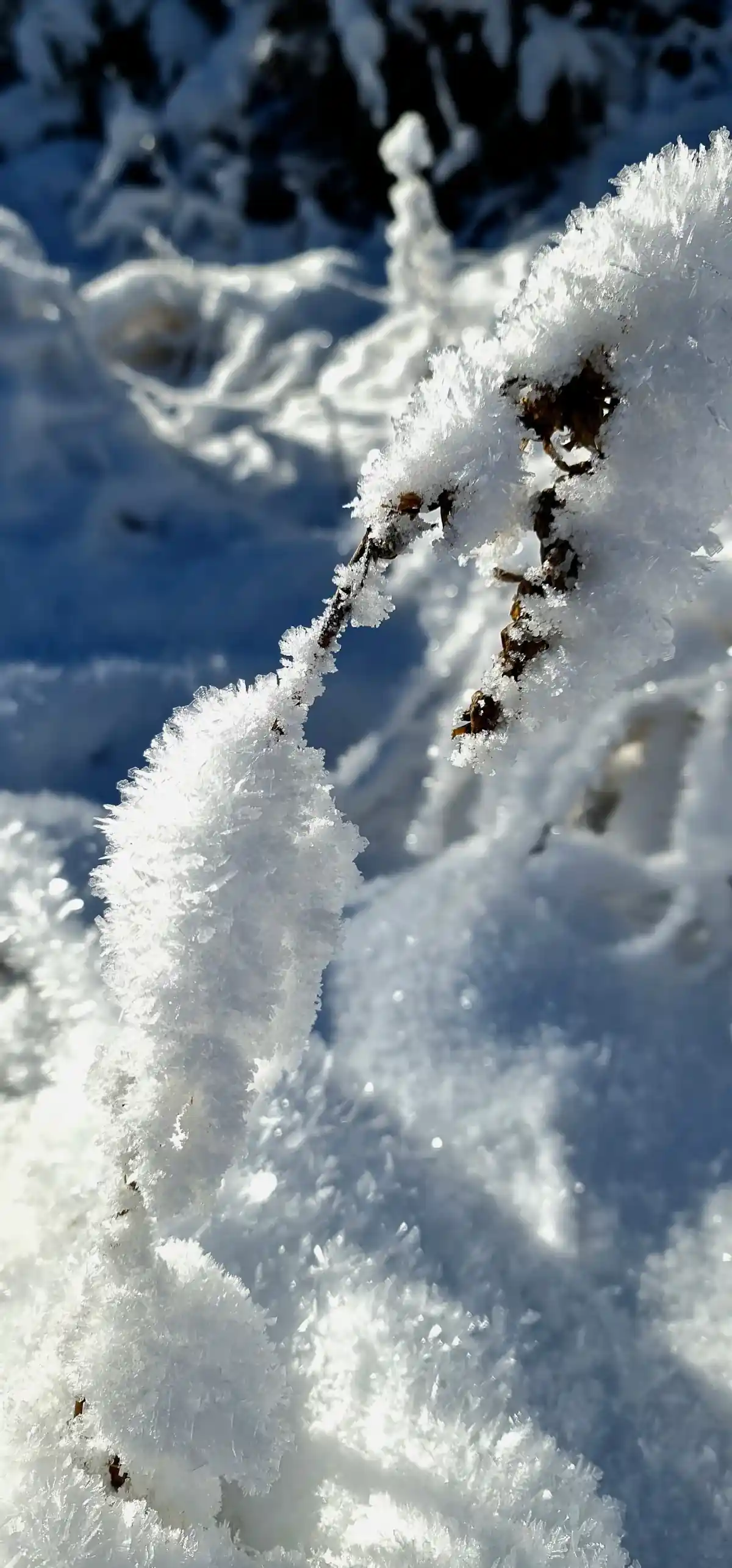 Zasypana śniegiem choinka o świcie na Rozdrożu Kowarskim.