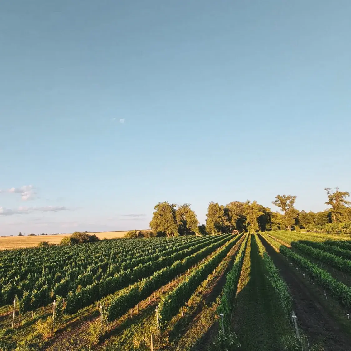 Winnica w zimowej scenerii.
