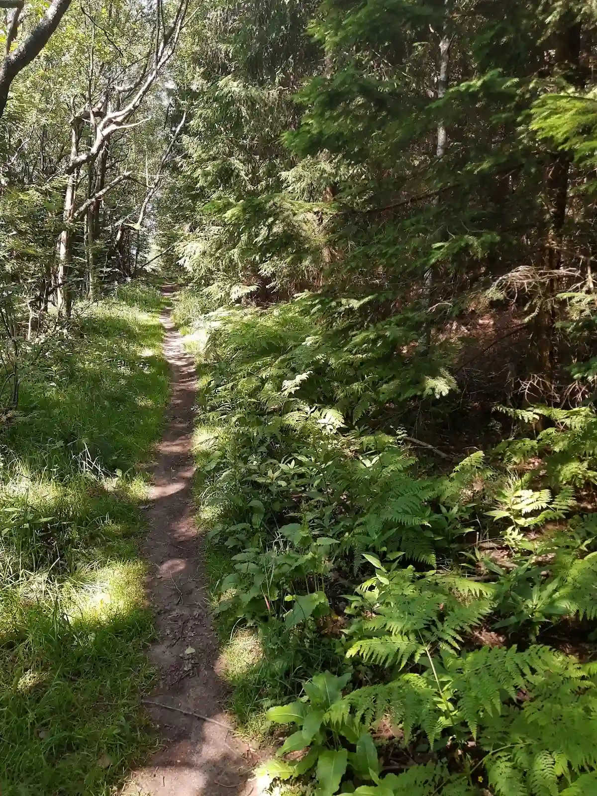 Zimowy szlak przez Las Bjedec