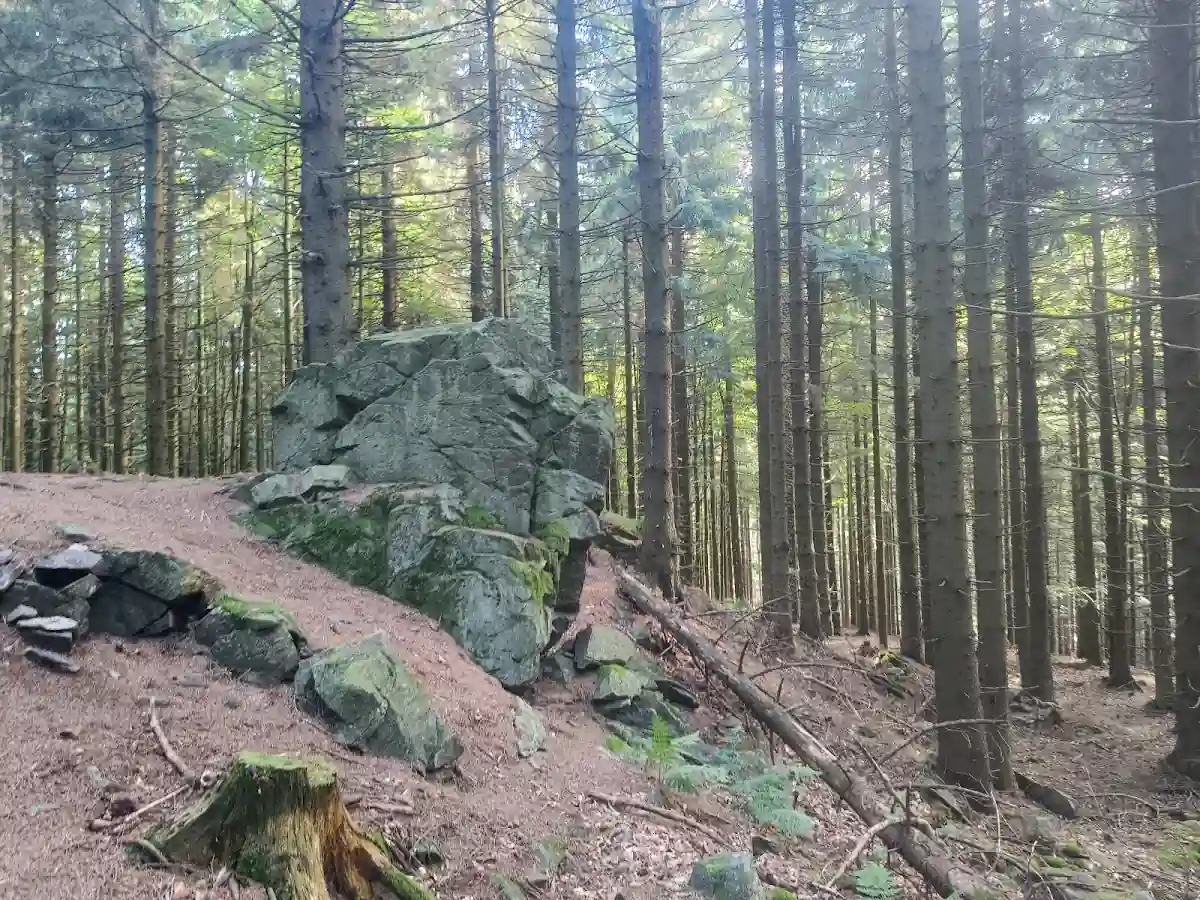 Dziwaczna formacja skalna o porowatej strukturze w sercu lasu.
