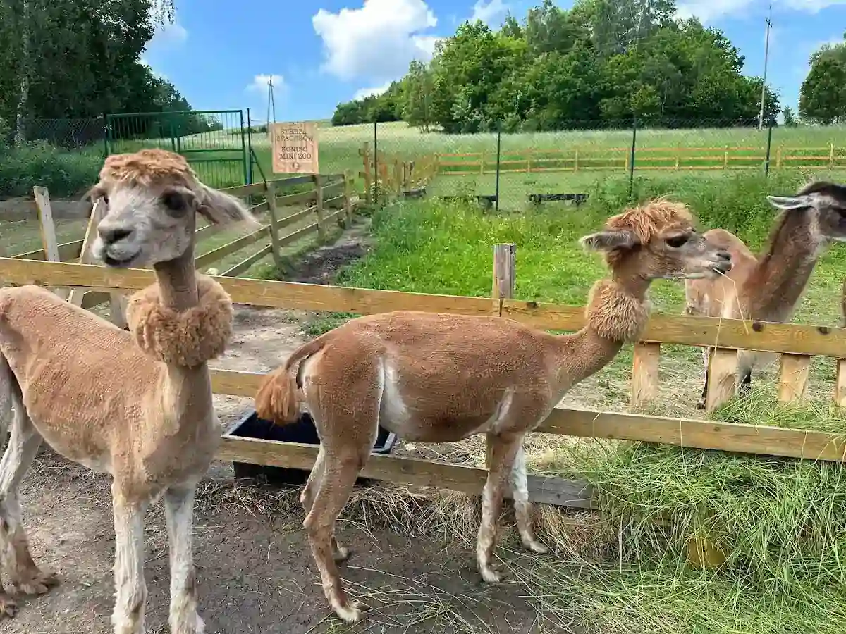 Sielski obrazek: kózki i alpaki w zimowej zagrodzie Krainy Lemurów.