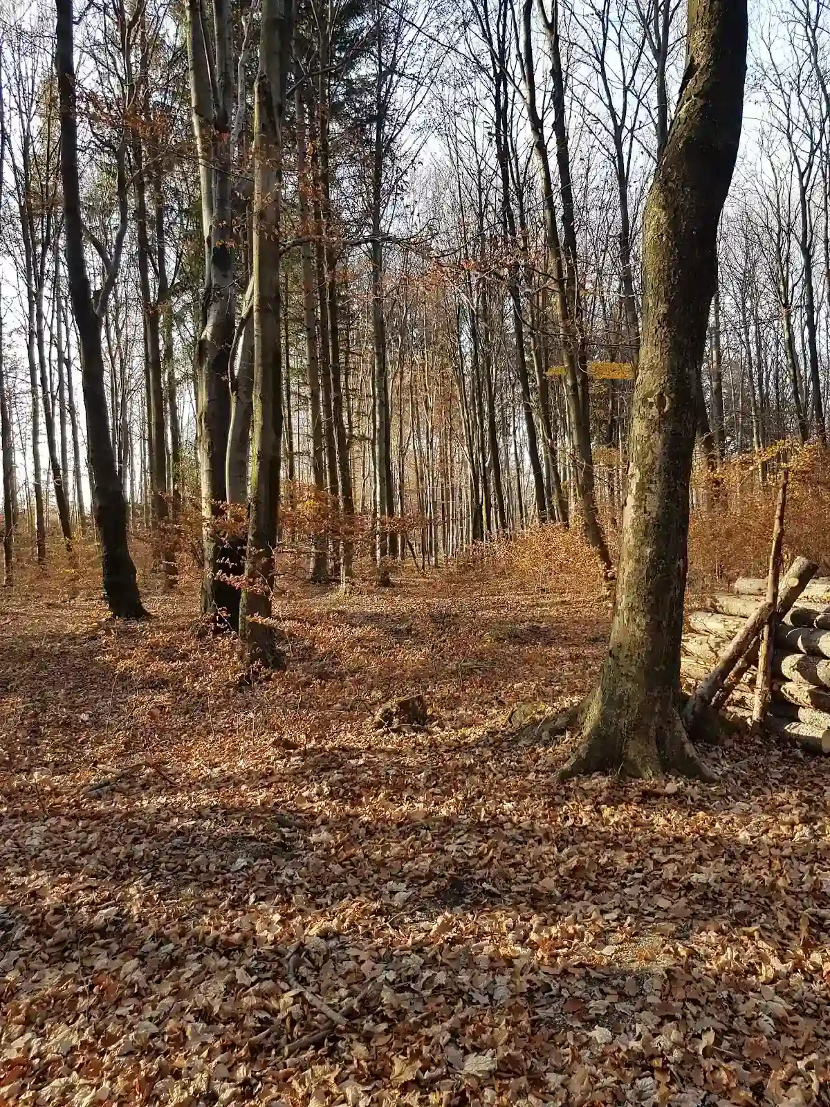 Zimowy krajobraz z dębami.