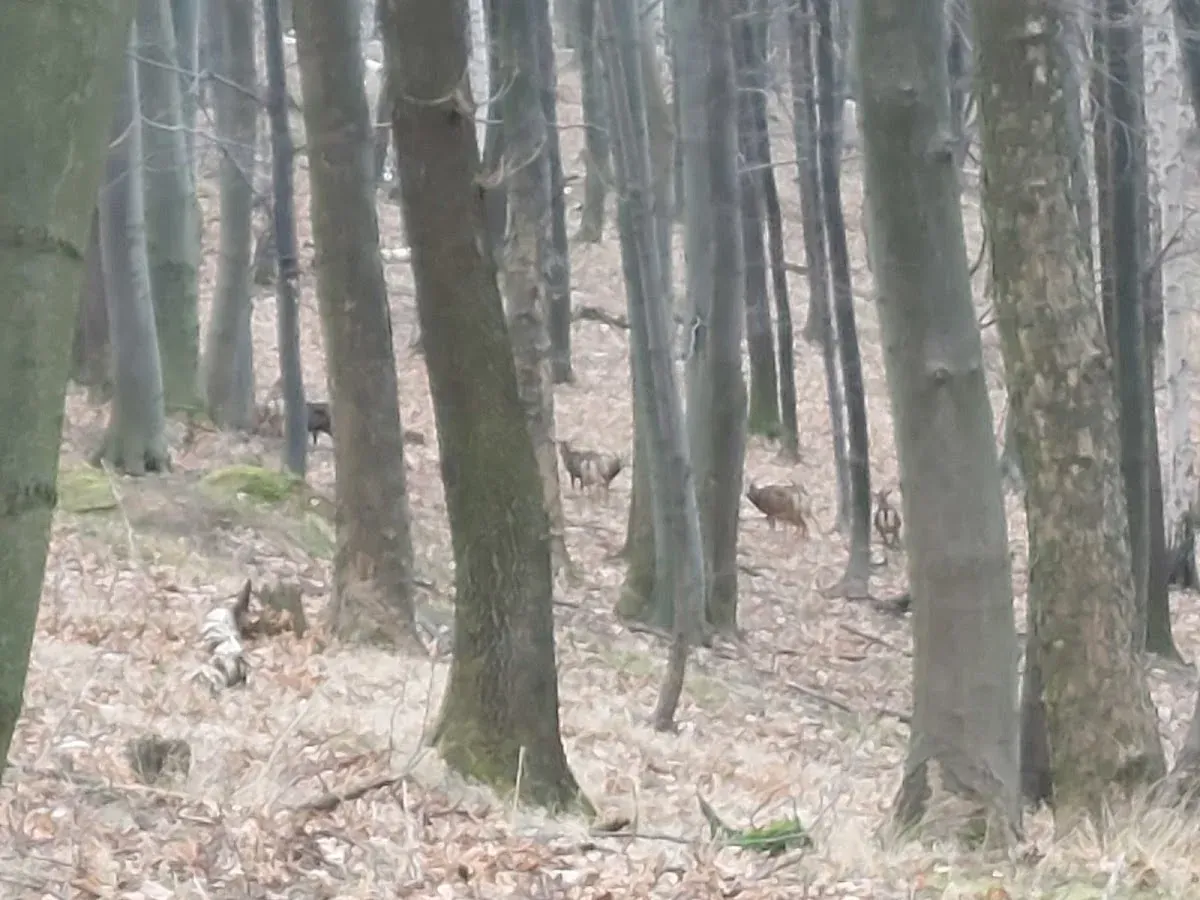 Zimowy las w Bielawie – miejsce wyciszenia i spotkań z naturą.