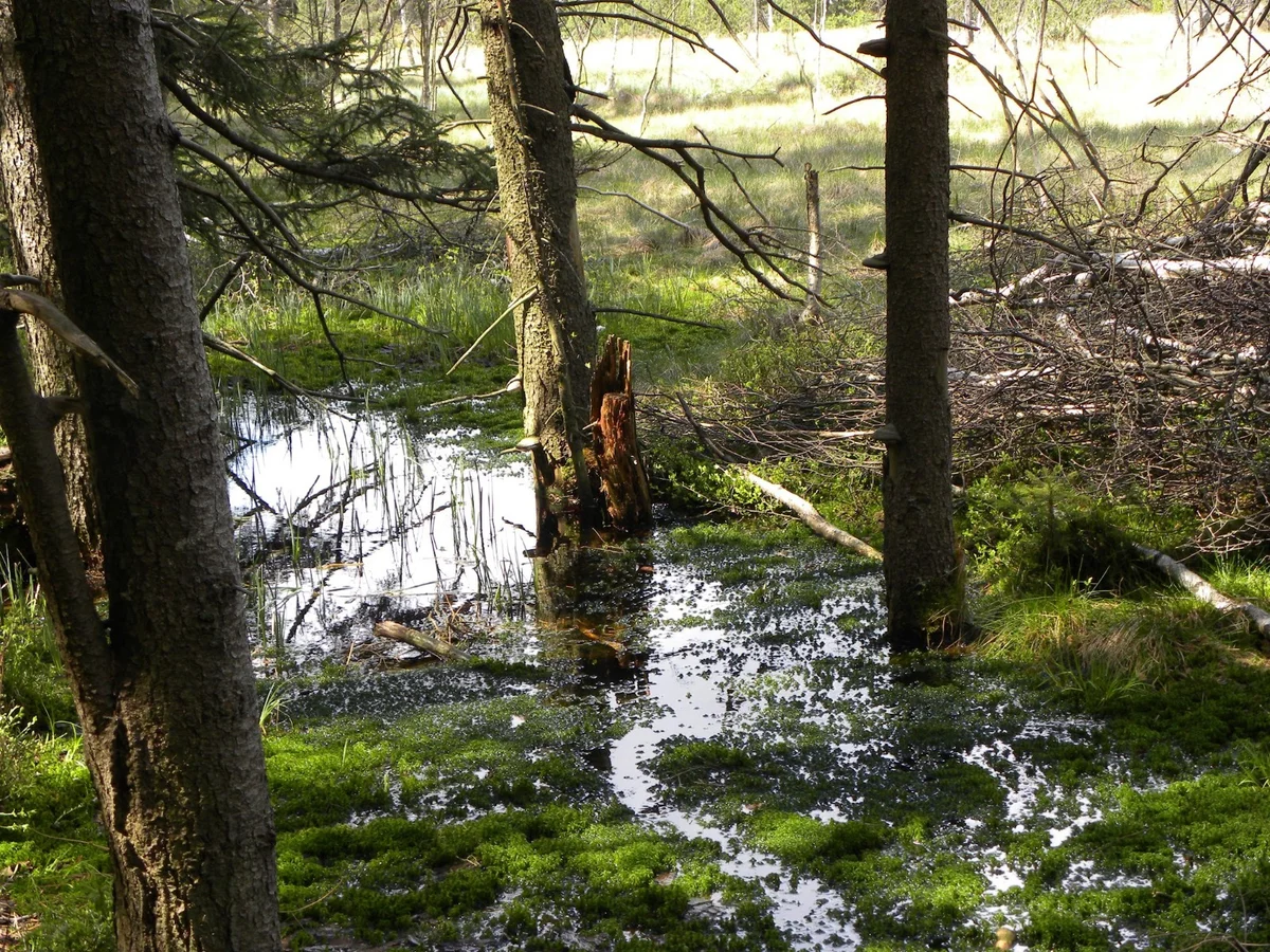 Staw w gęstym lesie o świcie pod niebem o świcie pod słońcem pod dębem.