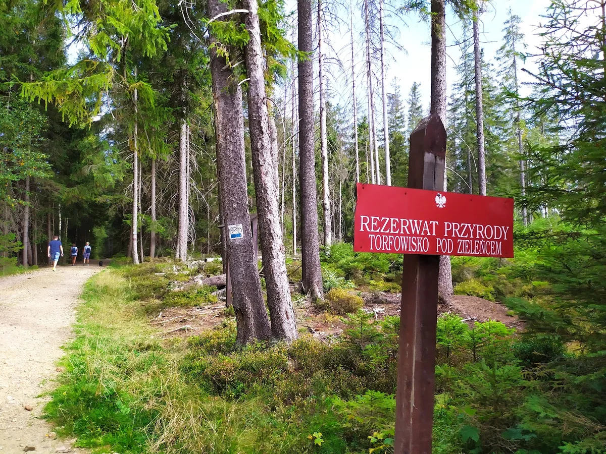 Zadrzewiona aleja w parku pod niebem pod słońcem o świcie pod dębem.