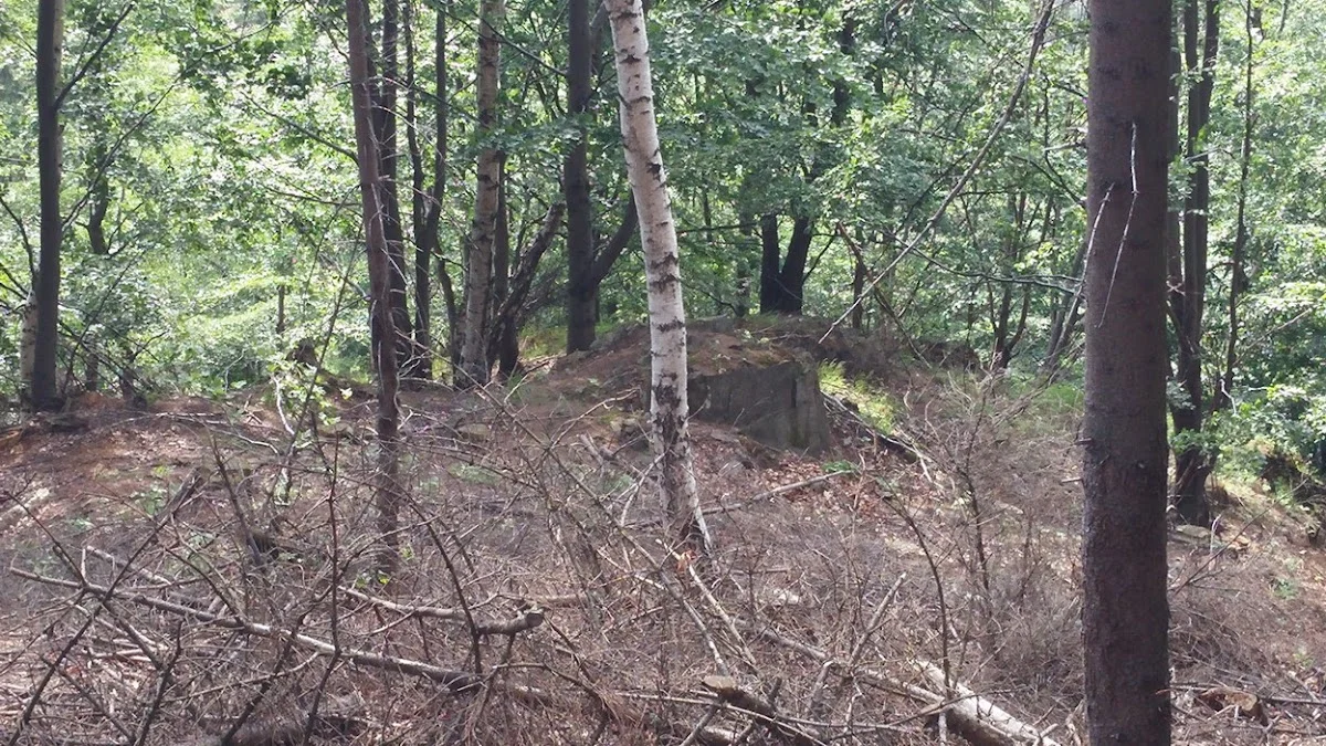 Głaz pamiątkowy w lesie o liliowym słońcu pod niebem o świcie.