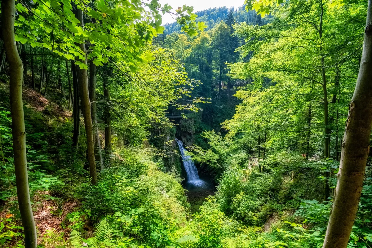 Potok letem pośród starego drzewostanu.